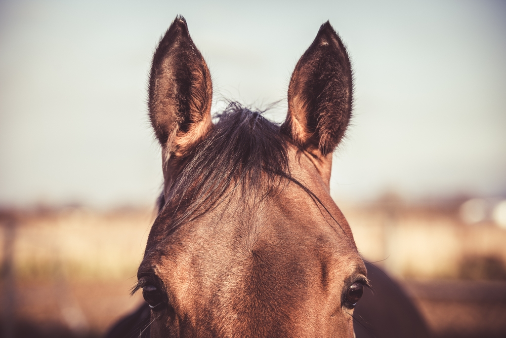 El Poder del Lenguaje Corporal del Caballo: Comunicación Sin Palabras