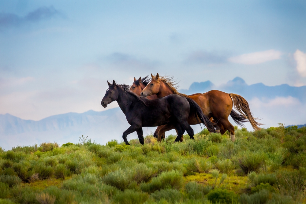 Equilibrio Ecosistémico: El Rol del Caballo en la Naturaleza